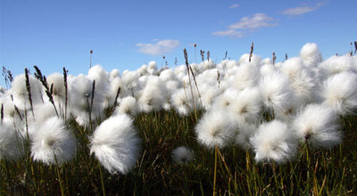5 REASONS TO CARE ABOUT ORGANIC COTTON