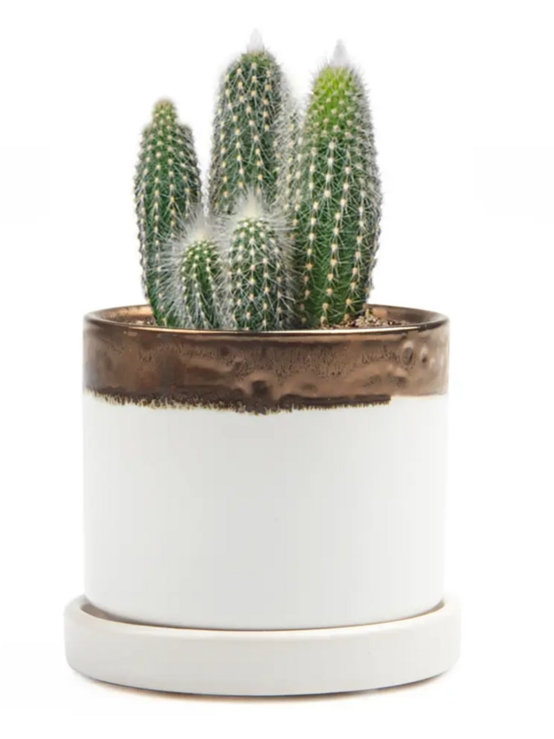 3" Ceramic Plant Pot and Saucer