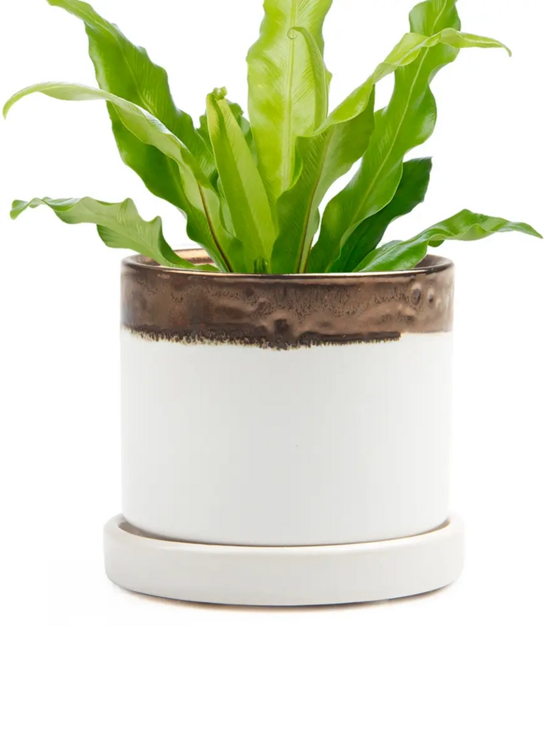 3" Ceramic Plant Pot and Saucer