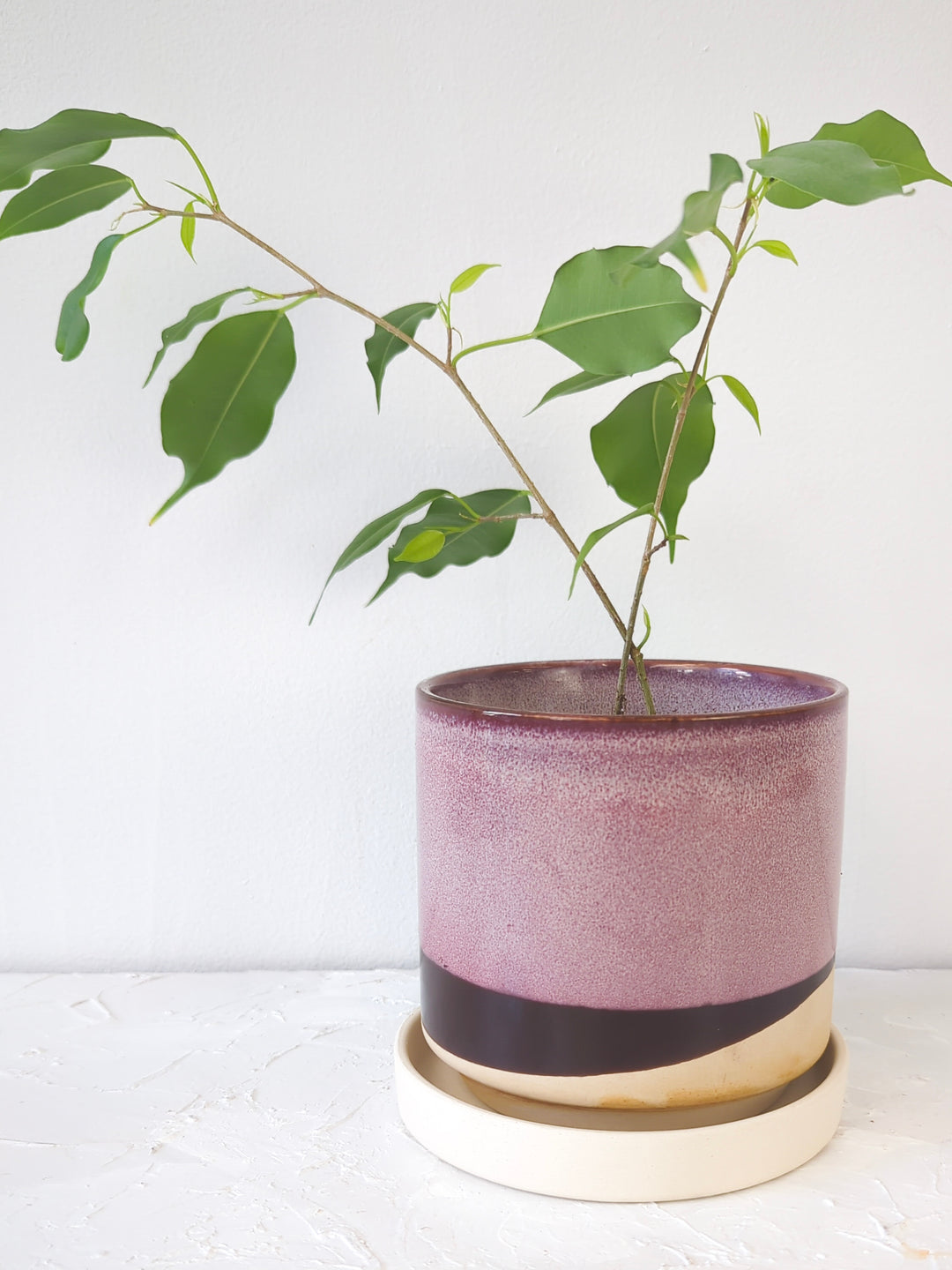 house plant pots with saucer Chive Burgundy Minute Ceramic Pot And Saucer Set With Drainage