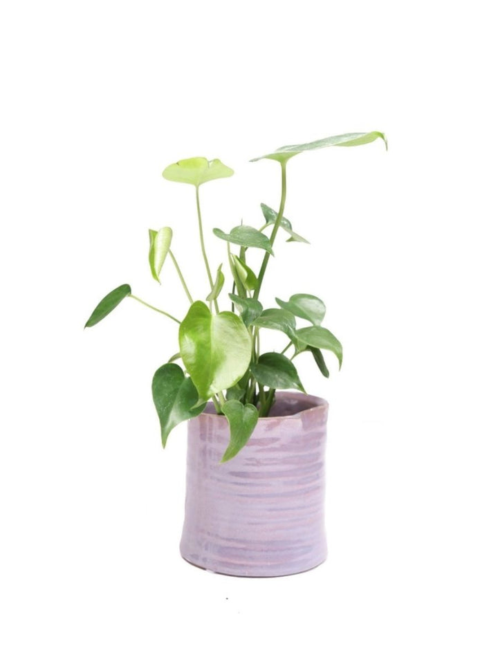 Japanese Minimalist Ceramic Planter – Mauve Indoor Plant Pot with Drainage