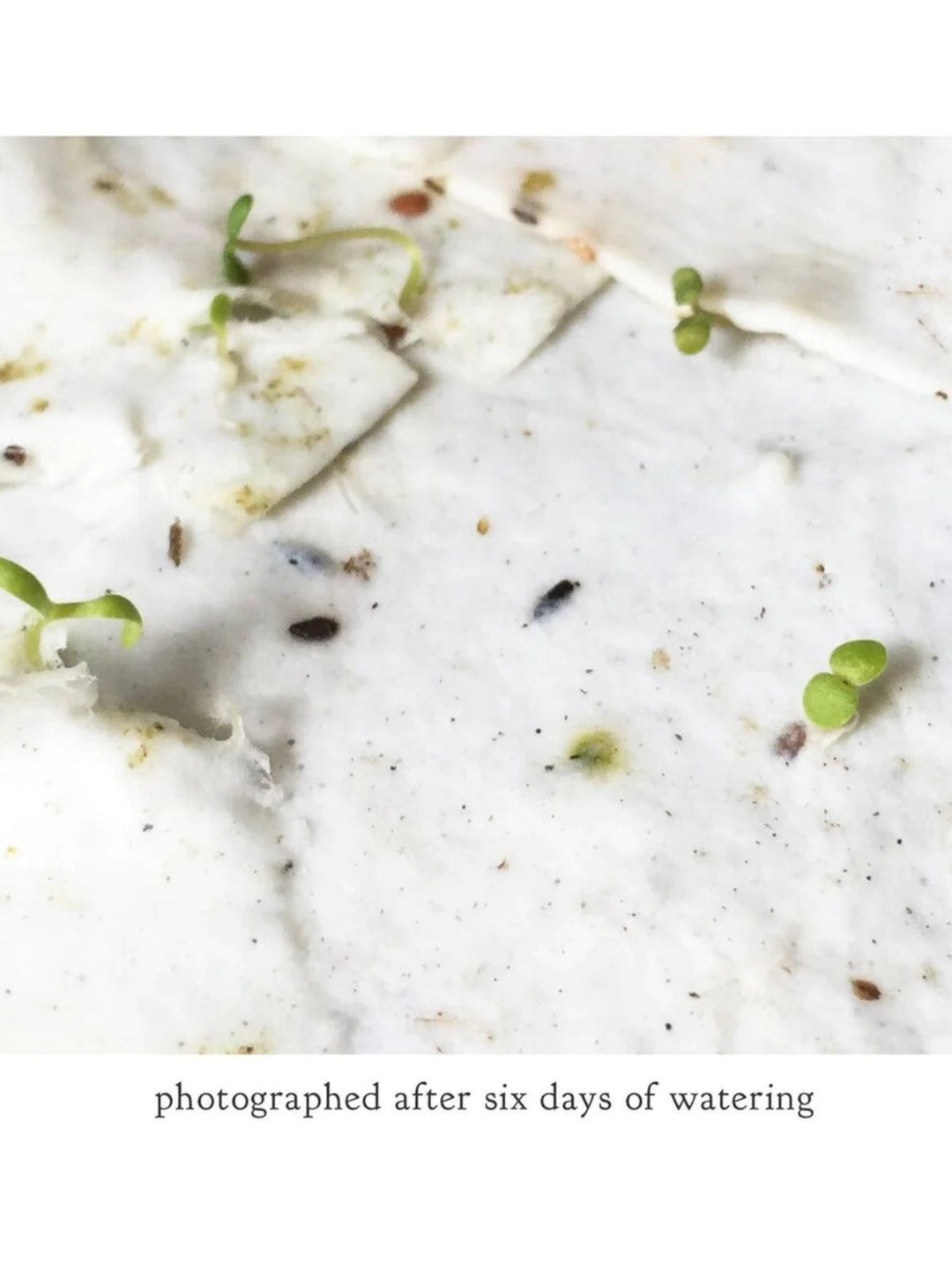 Moon Phase Birthday Plantable Wildflower Seeded Greeting Card