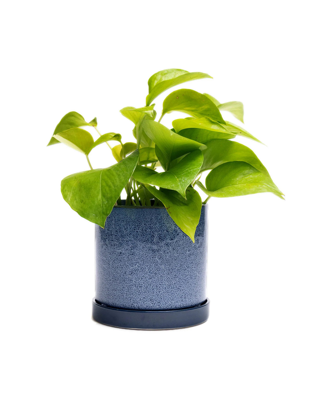 blue ceramic plant pot saucers Chive Cosmos Blue Minute Ceramic Pot And Saucer Set With Drainage