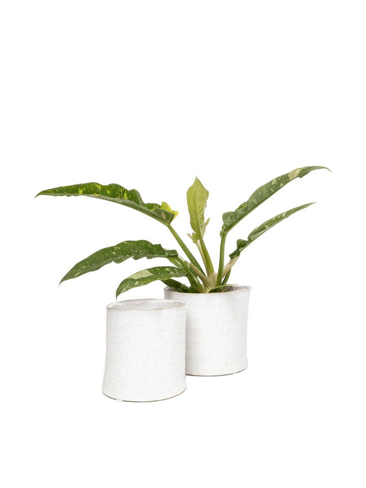 Japanese Minimalist White Speckles Flower Pot For Indoor Plants