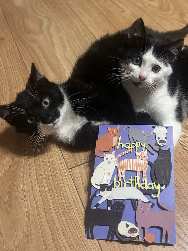 Purring Cats Lasercut  Birthday Card