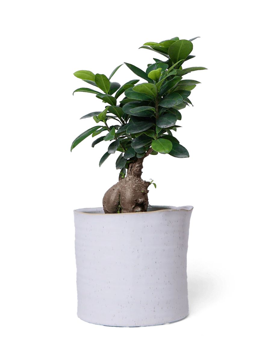 Japanese Minimalist White Speckles Flower Pot For Indoor Plants